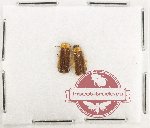 Scientific lot no. 18 Lampyridae (2 pcs)