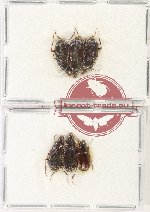 Scientific lot no. 925 Carabidae (6 pcs)
