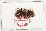 Scientific lot no. 924 Carabidae (5 pcs)