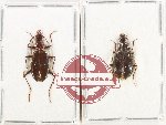 Scientific lot no. 940 Carabidae (2 pcs)