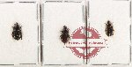 Scientific lot no. 939 Carabidae (3 pcs)