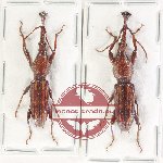 Scientific lot no. 153 Brenthidae (2 pcs)