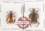 Scientific lot no. 413 Rutelinae (2 pcs)