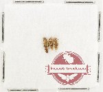 Malachidae Scientific lot no. 23 (3 pcs)