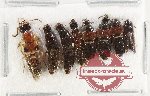 Scientific lot no. 196 Staphylinidae (8 pcs)