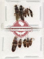Scientific lot no. 194 Staphylinidae (10 pcs)