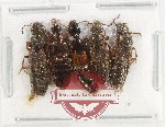 Scientific lot no. 187 Staphylinidae (5 pcs)