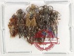 Scientific lot no. 189 Staphylinidae (5 pcs)