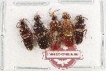 Scientific lot no. 192 Staphylinidae (5 pcs)