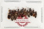 Scientific lot no. 197 Staphylinidae (10 pcs)
