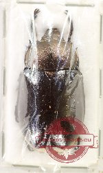 Chalcocrates borchmanni