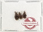 Scientific lot no. 104 Attelabidae (3 pcs)