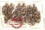 Scientific lot no. 944 Carabidae (Brachynini) (13 pcs)