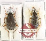 Scientific lot no. 934 Carabidae (2 pcs)