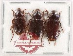 Scientific lot no. 926 Carabidae (3 pcs A2)
