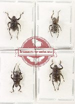 Scientific lot no. 1050 Curculionidae (4 pcs - 2 pcs A2)