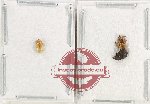 Scientific lot no. 1031 Curculionidae (4 pcs)