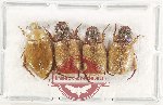 Scientific lot no. 415 Rutelinae (4 pcs)