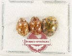 Scientific lot no. 154 Coccinelidae (3 pcs)