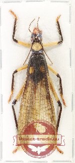 Scientific lot no. 76 Orthoptera (1 pc A2)