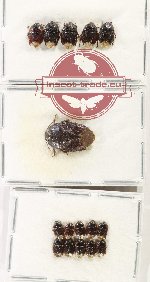 Scientific lot no. 1467 Heteroptera (Cydnidae) (16 pcs)