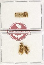 Scientific lot no. 1464 Heteroptera (9 pcs)