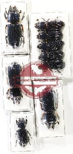 Scientific lot no. 191 Passalidae (9 pcs)