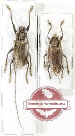 Scientific lot no. 324 Cerambycidae (2 pcs A2)