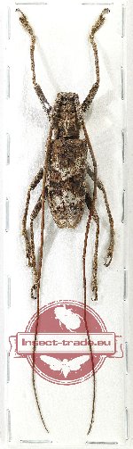 Potemnemus sp. 9
