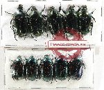 Scientific lot no. 58 Cetoniidae (10 pcs A-, A2)