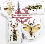Scientific lot no. 27 Mantidae (4 pcs)