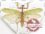 Mantidae sp. 44