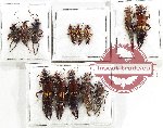 Scientific lot no. 162 Dermaptera (13 pcs)
