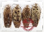 Scientific lot no. 128 Blattodea (4 pcs)
