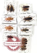 Scientific lot no. 1440 Heteroptera (14 pcs)