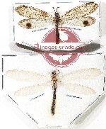 Scientific lot no. 12 Neuroptera (2 pcs)