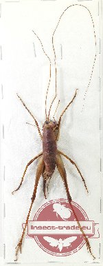 Scientific lot no. 77 Orthoptera (1 pc A2)