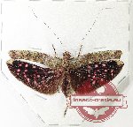 Scambophyllum sp. 1 (A-)