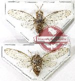 Scientific lot no. 38 Cicadidae (2 pcs)