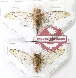Scientific lot no. 35 Cicadidae (2 pcs)