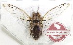 Cicadidae sp. 85 (A-)
