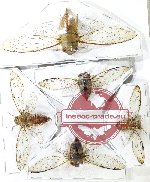 Scientific lot no. 34 Cicadidae (5 pcs - 2 pcs A2)