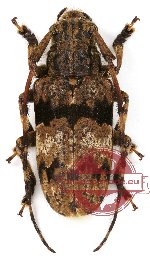 Mesosa nigrofasciaticollis (A2)