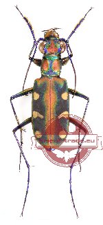 Cosmodela virgula