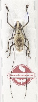 Epepeotes vestigalis