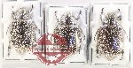 Scientific lot no. 260 Melolonthinae (3 pcs - 1 pc A2)