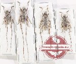 Scientific lot no. 337 Cerambycidae (Acalolepta sp.) (4 pcs - 2 pcs A2)