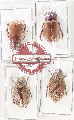 Scientific lot no. 249 Melolonthinae (4 pcs)