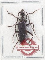 Meloidae sp. 5CX