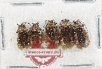 Scientific lot no. 640 Chrysomelidae (5 pcs)